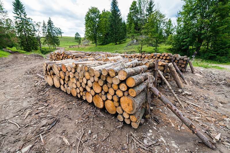 木材生産を通じて資源を有効活用